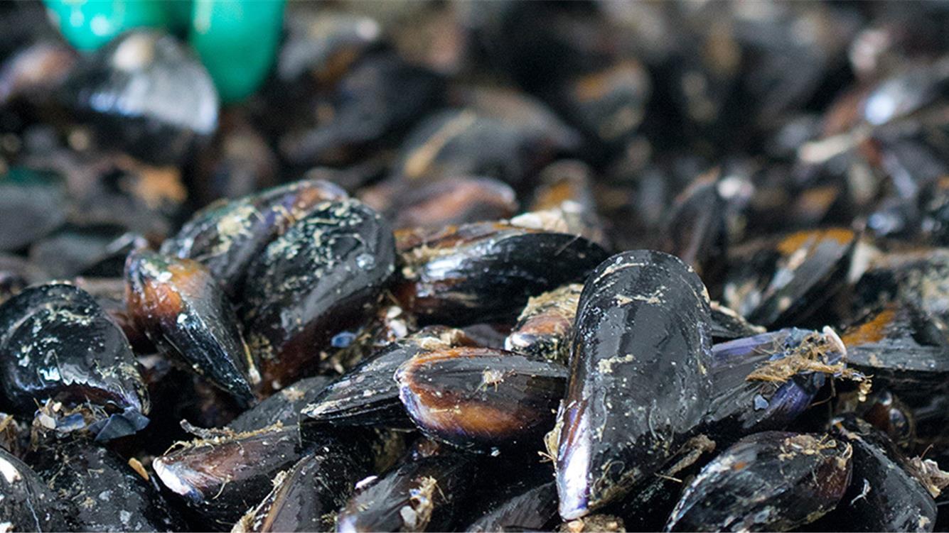 Come può uno scoglio arginare il mare. Il ‘mosciolo di Portonovo’ vittima dell’estrattivismo marchigiano 