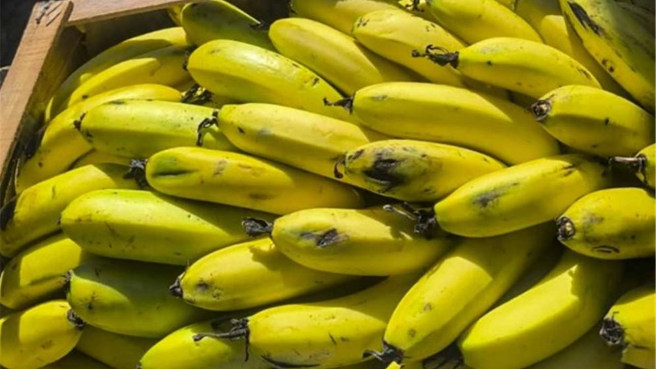 Più buone e più sane: le banane agroecologiche del nord dell'Argentina