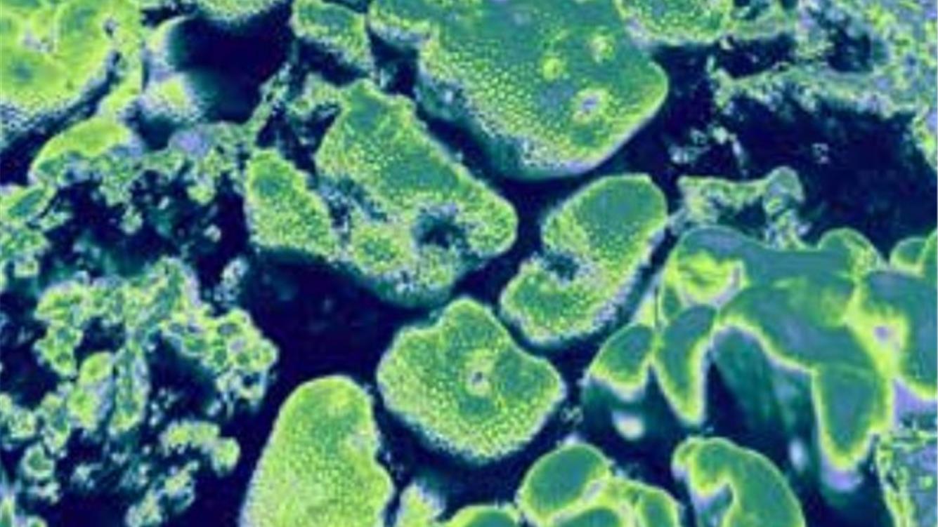 Nell’acqua profonda. Gli impatti nascosti del petrolio e del gas sui mari del Regno Unito/3