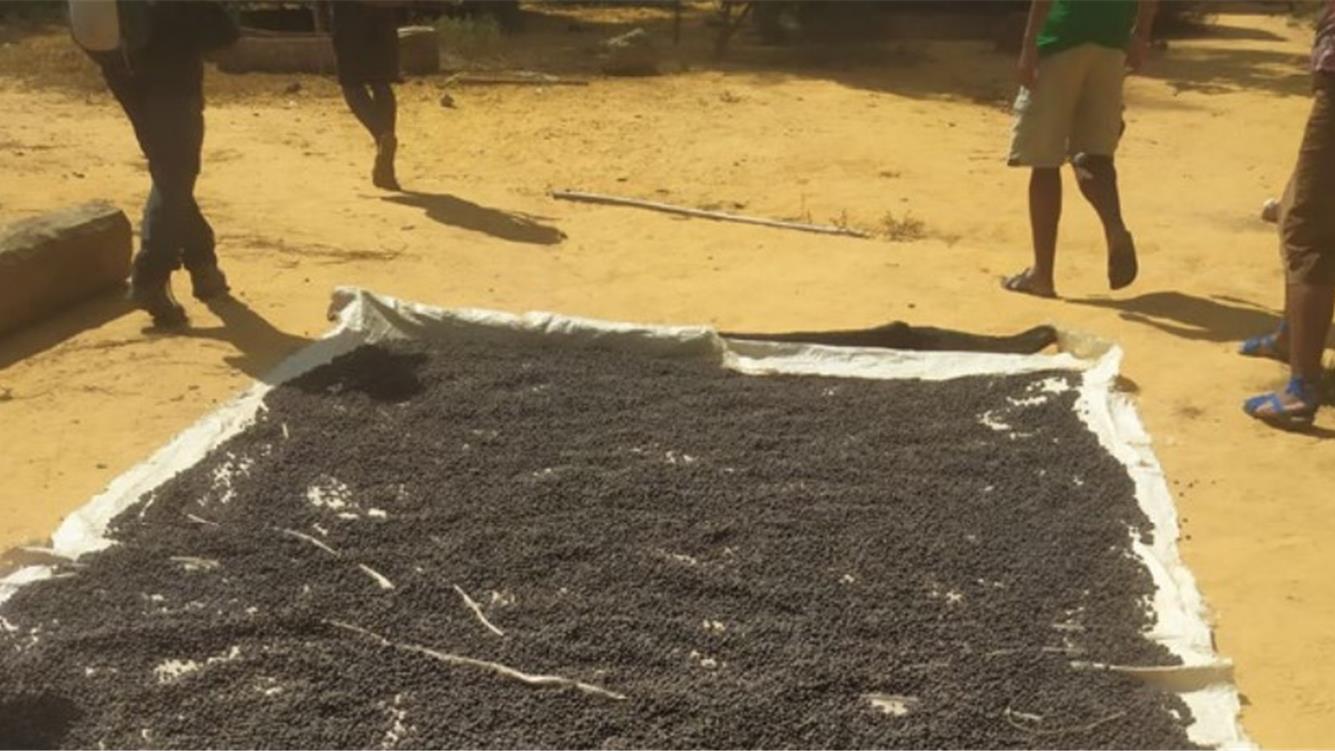 Neocolonialismo in nome della transizione verde. Estrazione di terre rare in Madagascar/4