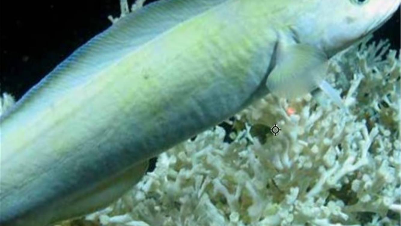 Nell’acqua profonda. Gli impatti nascosti del petrolio e del gas sui mari del Regno Unito/4