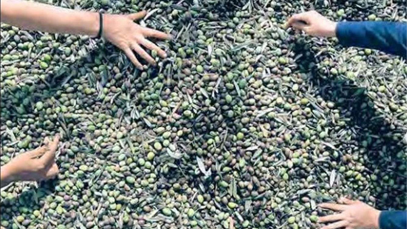 ​​​​​​​Il profitto tossico dell'agroindustria israeliana 