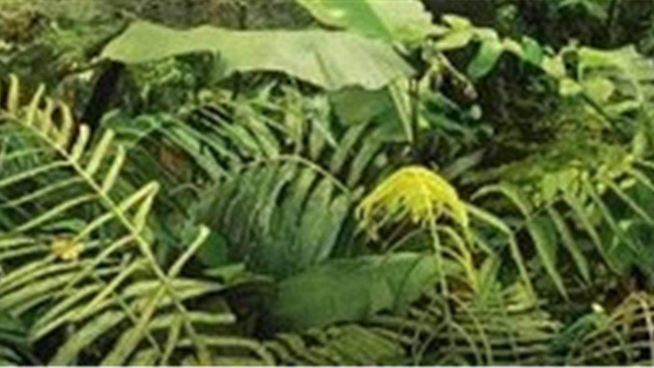 L’illusione dell’abbondanza