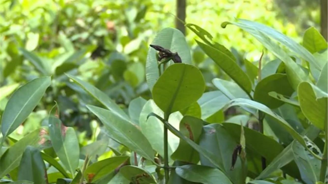 Dall'estrazione del nichel al commercio di carbonio: le minacce crescenti e le lotte di resistenza delle comunità delle mangrovie in Indonesia  