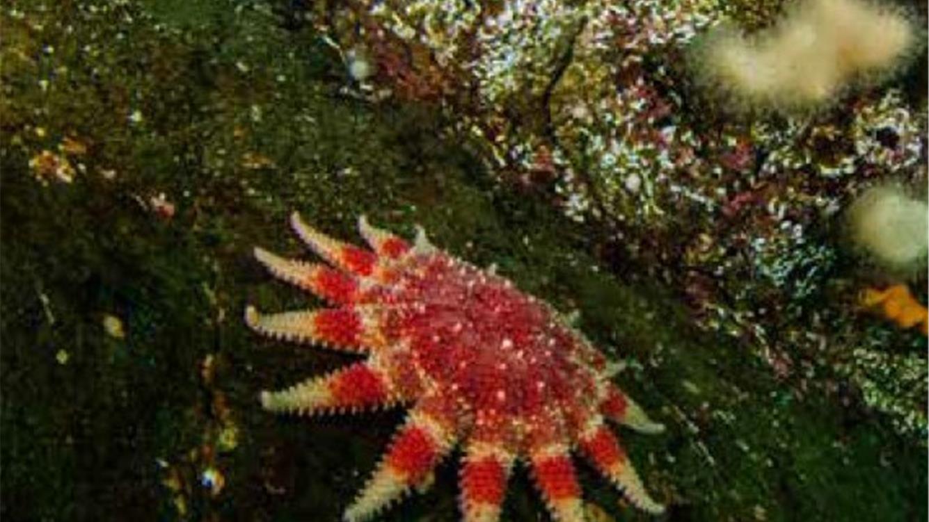 Nell’acqua profonda. Gli impatti nascosti del petrolio e del gas sui mari del Regno Unito/5