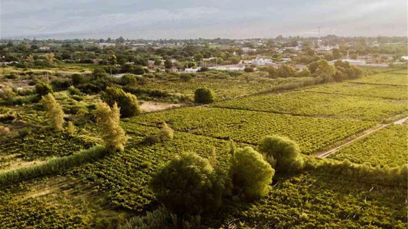 Replicare l'agroecologia per abbandonare l'uso di prodotti agrochimici in America Latina 