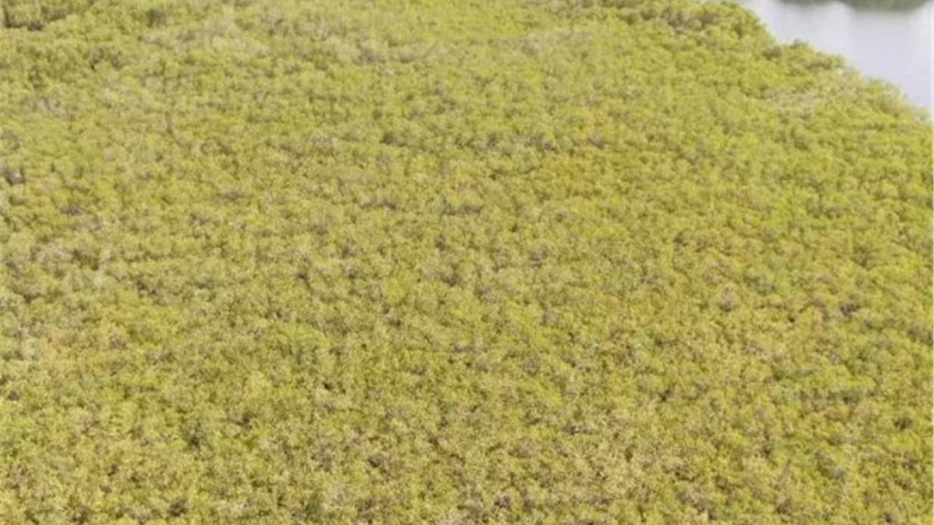 Le comunità costruiscono la speranza contro l'invasione delle piantagioni industriali di alberi
