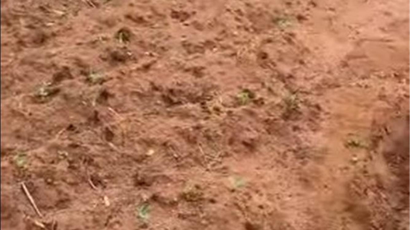 I sistemi alimentari africani possono progredire senza fertilizzanti chimici? 