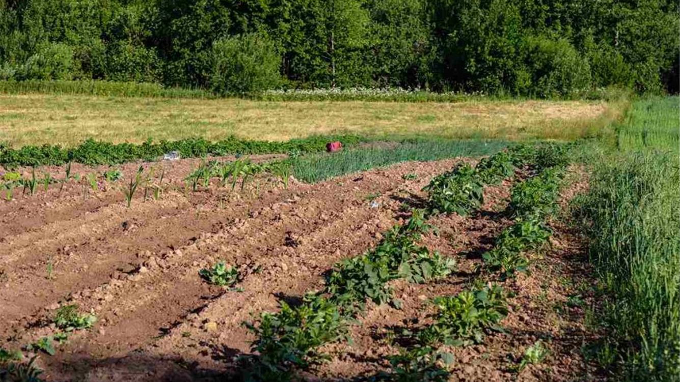 I sistemi alimentari africani possono progredire senza fertilizzanti chimici? 