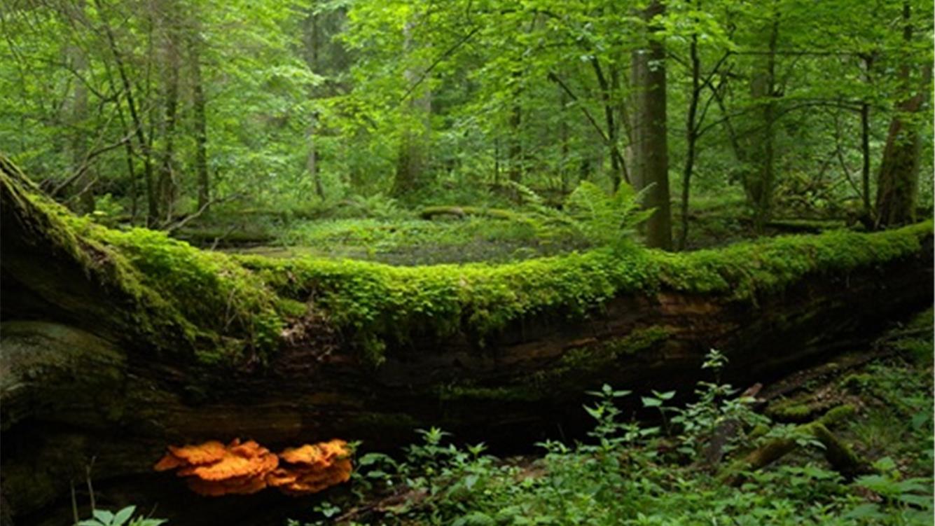 Non lasciare che il fuoco ci impedisca di vedere la foresta...matura  