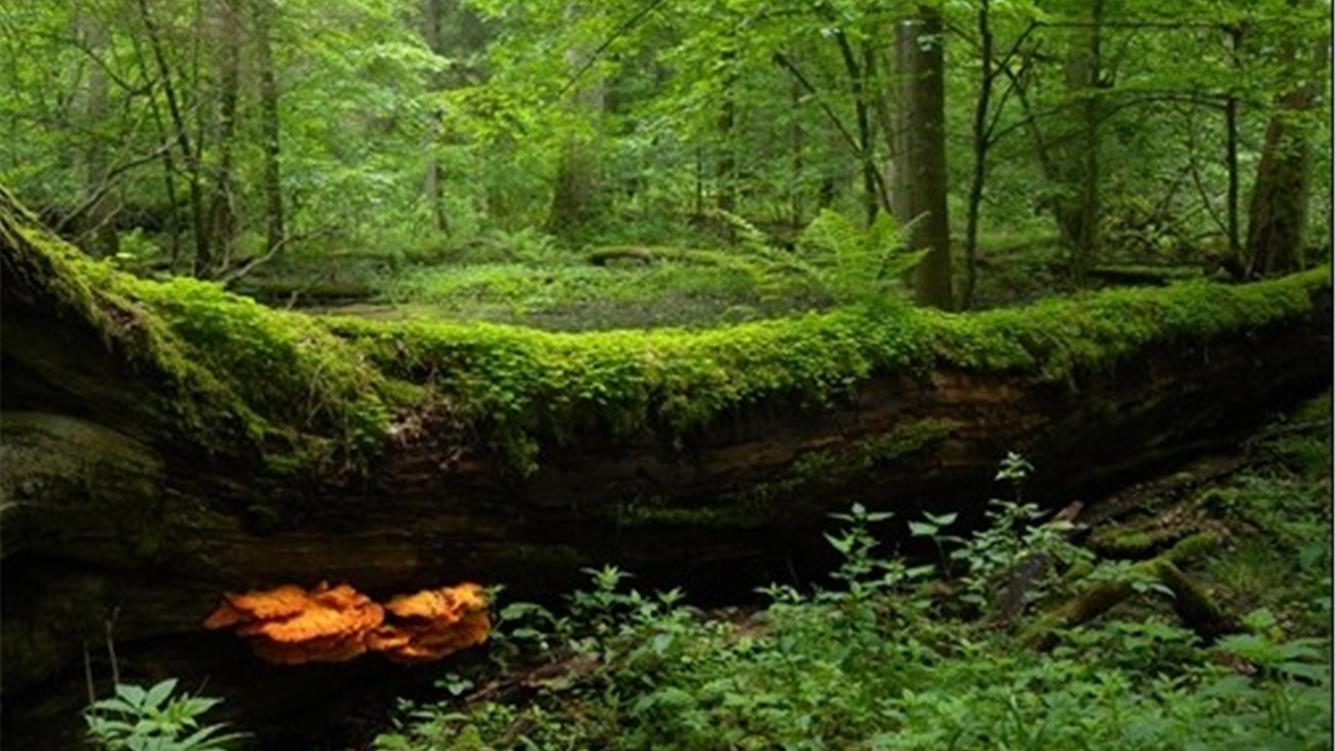 Non lasciare che il fuoco ci impedisca di vedere la foresta...matura  