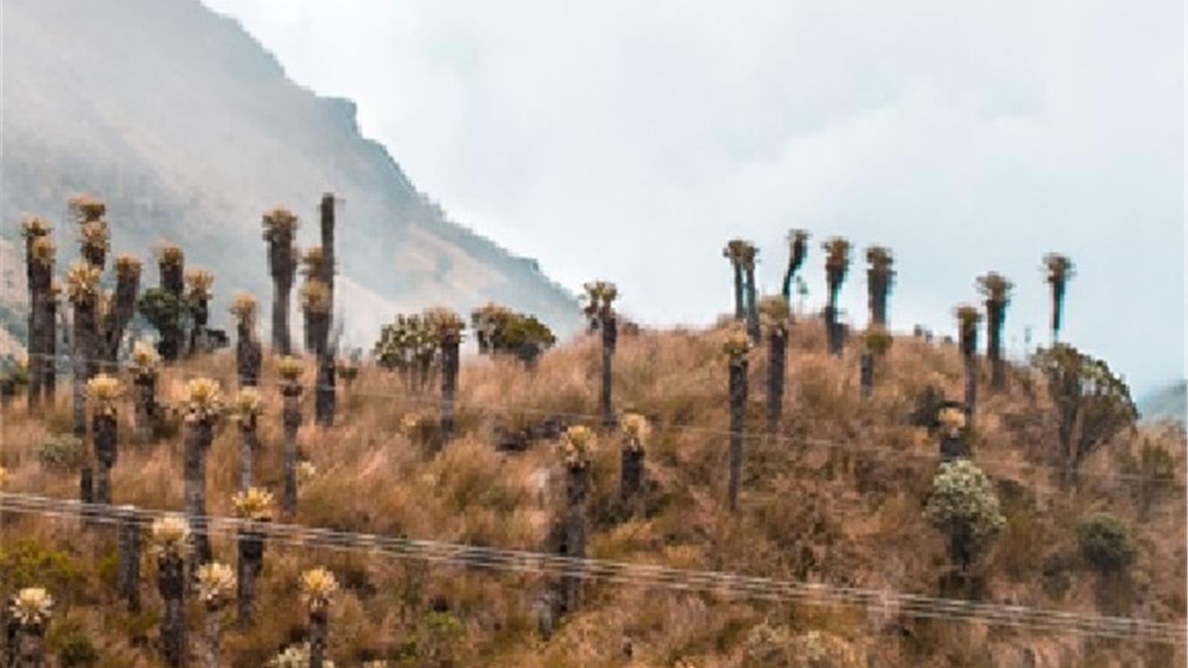 Il vero costo dell'attività mineraria nei 'páramos': impatti ecologici ed economici