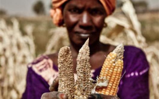 Crisi alimentare globale, guerra e neocolonialismo, di Gabriele Proglio - QCODEmag.it